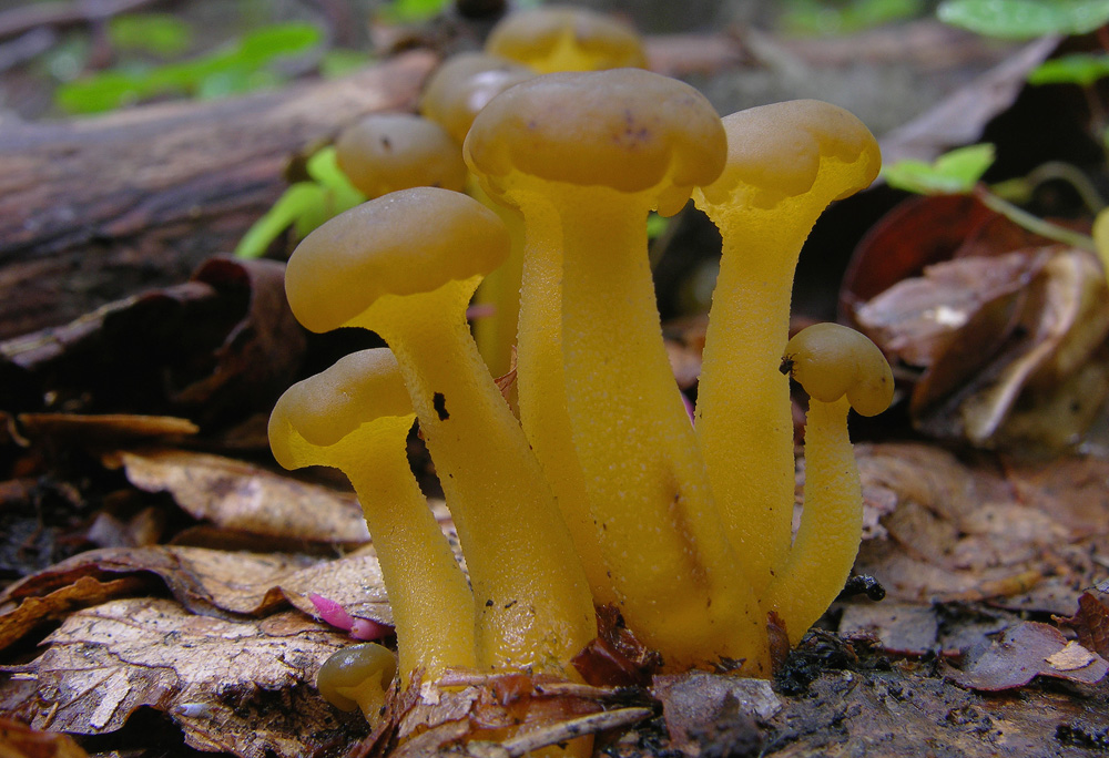 Leotia lubrica(Scopoli)Persoon-Coryne atrovirens (Pers.) Sa